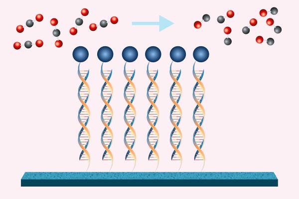 MIT chemical engineers have shown that by using DNA to tether a catalyst (blue circles) to an electrode, they can make the conversion of carbon dioxide to carbon monoxide much more efficient.