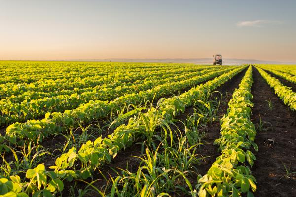 A study by MIT researchers shows how a common fertilizer ingredient could enable new ways to increase plants’ resilience to UV stress and enhance seedling growth.