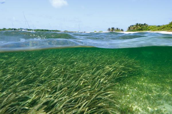 One key factor in determining where microparticles are likely to build up has to do with the presence of biofilms — thin, sticky biopolymer layers shed by microorganisms, which can accumulate on surfaces, including sandy riverbeds or seashores.