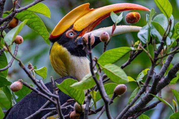 A great hornbill (Buceros bicornis) eats a fig in Royal Manas National Park, Bhutan. Hornbills are key long-distance seed dispersers in Asian tropical forests, but forest degradation, hunting, and wildlife trade threaten the ecological roles they play. 