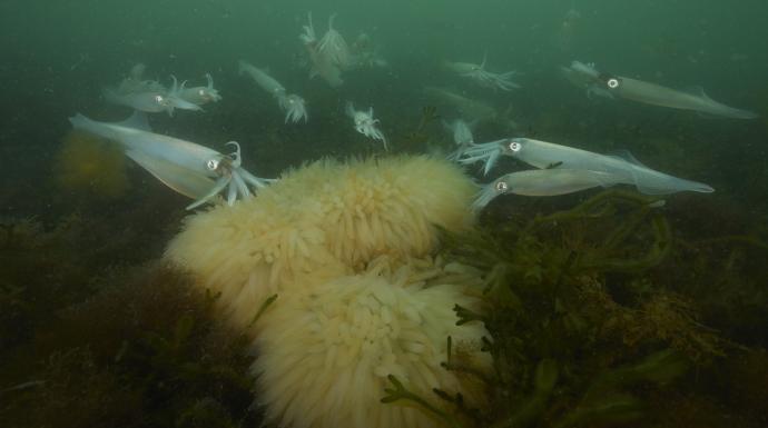 The secret love life of the longfin squid