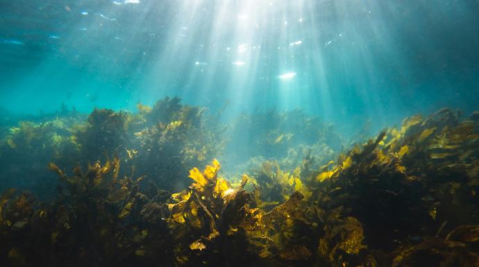 Marine bacteria team up to break down one of the ocean's toughest carbon-storing molecules
