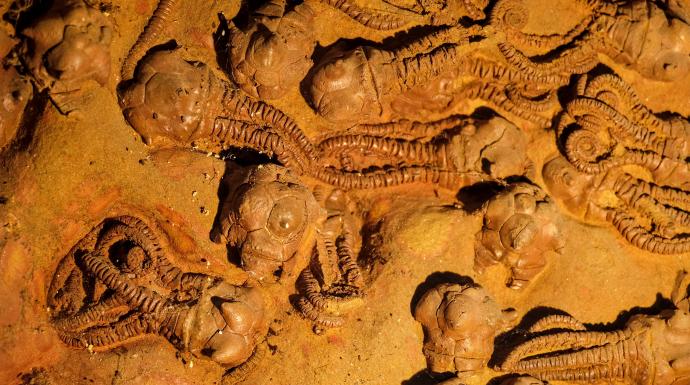 What happens when environmental change outpaces life’s ability to adapt?