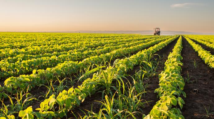 Study shows how a common fertilizer ingredient benefits plants