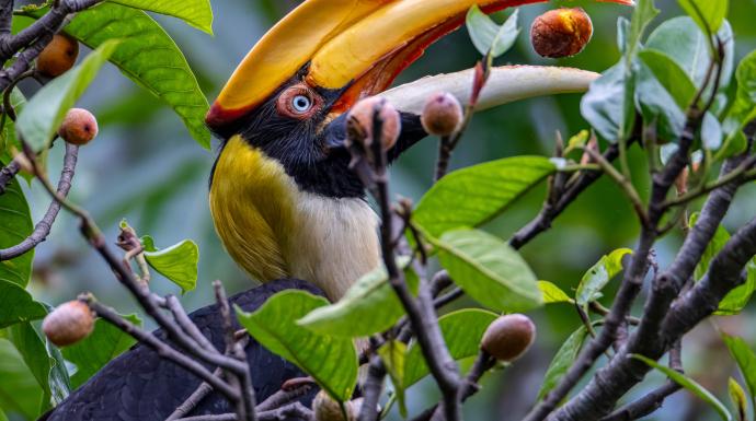 Why animals are a critical part of forest carbon absorption